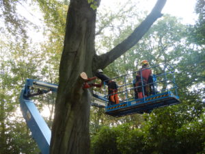 Démontage d'un hêtre présentant un basculement du socle racinaire.